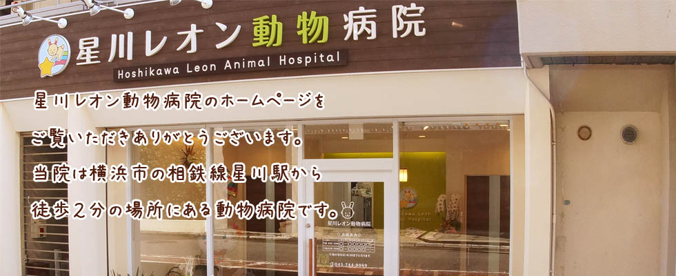 星川レオン動物病院1